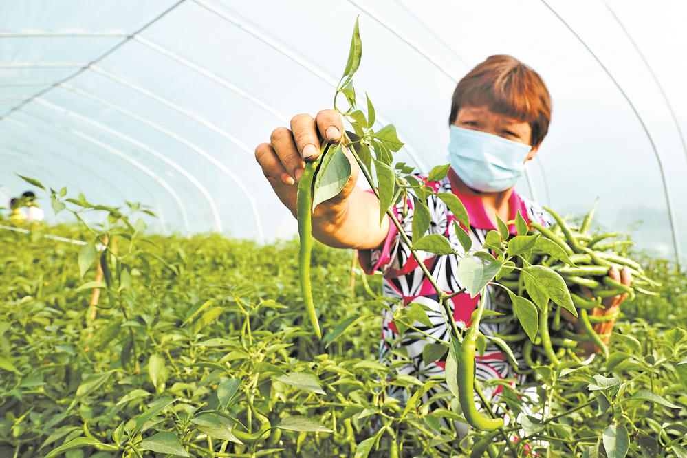 ‌新鲜蔬菜批发