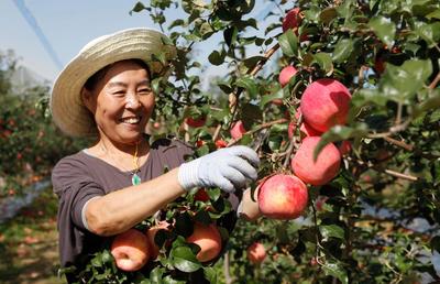 大宁宁脆苹果亮相第二十一届中国国际农产品交易会