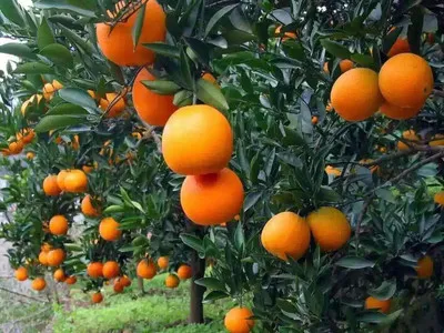 刷新湘西新纪录的里耶脐橙好在哪里