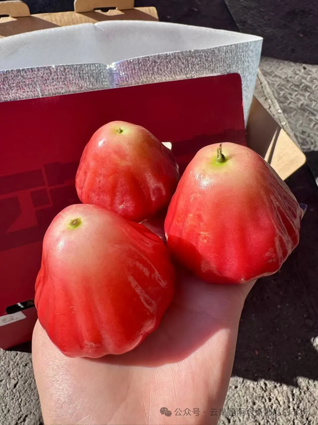 云南昆明金马正昌水果批发市场交易实况