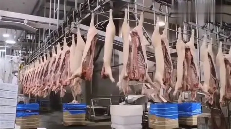 餐饮供应链与生猪屠宰场合作方案细则