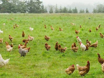 在山野农场里我跟上万只跑地鸡干起来了