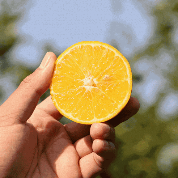 冬日滋润之买卖易精选皇帝柑的甜蜜滋养