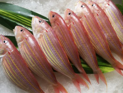 广州市松洲强制隔离戒毒所民警饭堂食材采购及配送服务项目结果公告