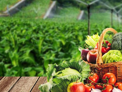 河北省怀来县东暖泉中心校食堂食材采购项目比选公告