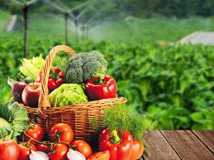 成都市锦江区人民政府锦官驿街道办事处锦官驿2025年食堂食材采购结果更正公告（第一次）