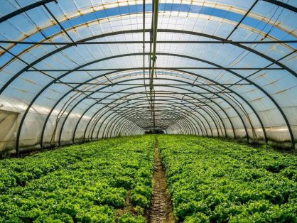 大棚种植为何从摇钱树到烫手山芋?