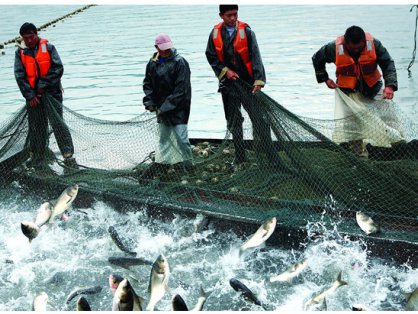 买卖市场五个前景看好的水产养殖项目