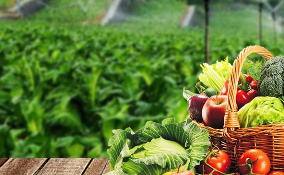 国家税务总局德阳经济技术开发区税务局2025年食堂食材采购项目公开招标采购公告