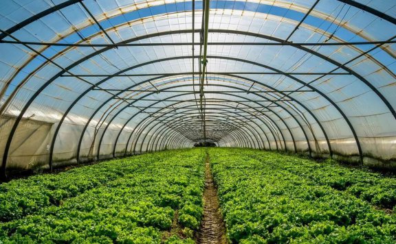 大棚种植为何从摇钱树到烫手山芋？