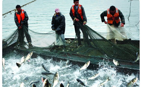 买卖市场五个前景看好的水产养殖项目