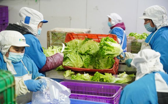 郴州食材在粤港澳很走俏每天200吨农产品供给大湾区