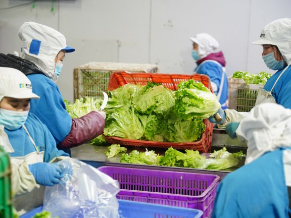 郴州食材在粤港澳很走俏每天200吨农产品供给大湾区