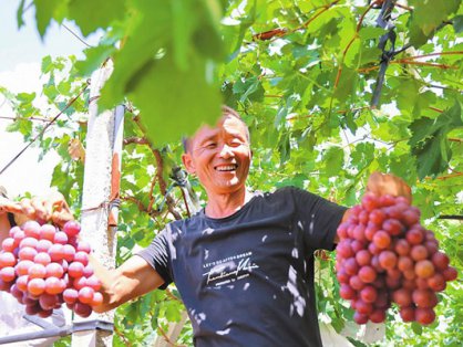 买卖易市场宾川水果、农产品2025年6月22日出售/收购信息