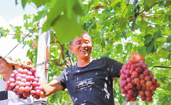 买卖易市场宾川水果、农产品2025年6月22日出售/收购信息