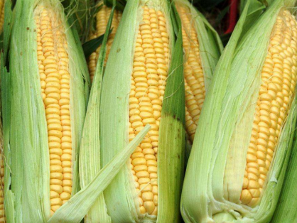 买卖易粮食价格:2025.7.10玉米价格最新行情报价