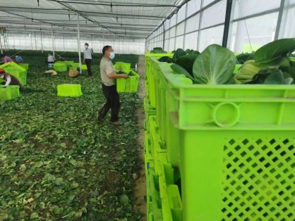 买卖易市场2025年7月4日蔬菜出售信息