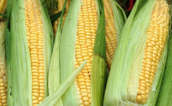 买卖易粮食价格：2025.7.10玉米价格最新行情报价