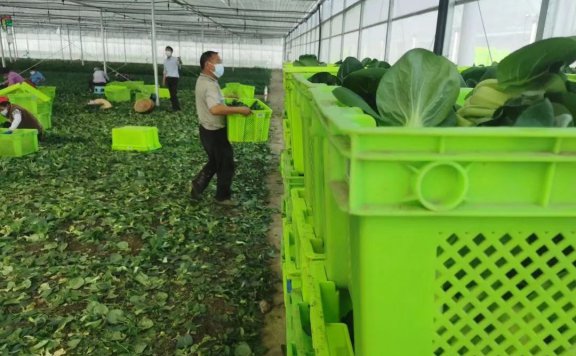 买卖易市场2025年7月4日蔬菜出售信息